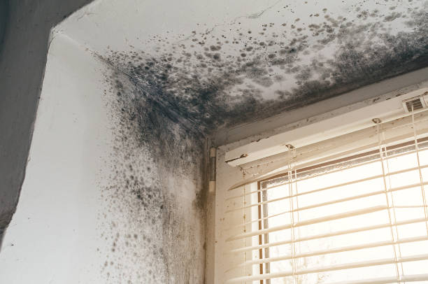 Affordable Mold Cleanup solutions in Princeton, IL